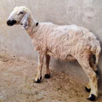 فروش یک عدد گوسفند و یک عدد بز