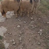 ۴عدد بره سنجابی