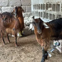 گوسفند|حیوانات مزرعه|بندرعباس, |دیوار
