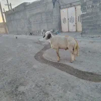 دو عدد قوچ اصیل سنجابی