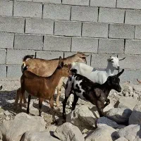 نسل دار|حیوانات مزرعه|بندر گناوه, |دیوار
