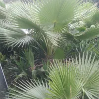 پالم شمشادباباادم