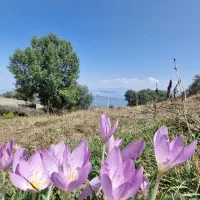 فروش-زمین-و-خانه-ویلایی