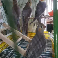 عروس هلندی