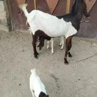 بزکاموری بادوتاشنک نر