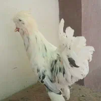 مرغ و خروس سلطان