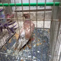 کبوتر کفتر پرنده