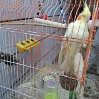 مرغ عشق  و عروس هلندی