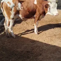 گاو