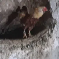 خروس محلی