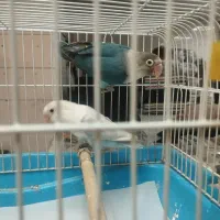 طوطی برزیلی نر
