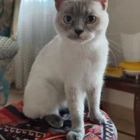 واگذاری گربه،اصیل اسکاتیشی