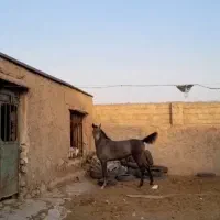 کره مادیان درجه یک