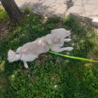 سگ پامر  نر ۷ماهه فی۸