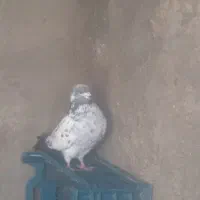 دو جفت کفتر آس
