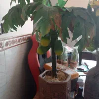 گلدان قیمت مناسب