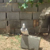 کبوتر معاوظه با اکانت