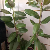 گل چرمی آپارتمانی