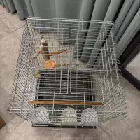 قفس