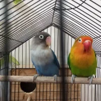 یک جفت طوطی برزیلی فیشر