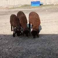 ۳عدد بره ماده