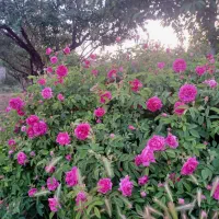 نهال گل محمدی