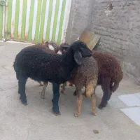 ۵ راس بره پایه پرواری نر