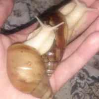 حلزون های مولدقیمت مناسب(معاوضه هم دارم)