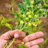 تعدادی نیروی آقا وخانوم برای چیدن نخود نیازمندیم