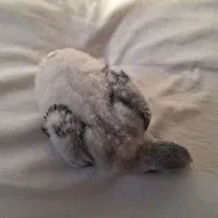 جوجه کاسکو سرلاکی