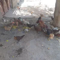 جوجه|حیوانات مزرعه|کارزان, |دیوار