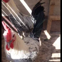 مرغ و خروی براکل