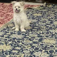 پامر با اصالت