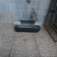 جوجه عروس هلندی