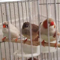 فروش فنچ خانگی اورنج کینگ تخمگزار با جوجه