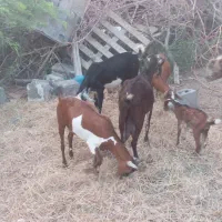 گوسفند
