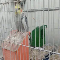 عروس هلندی