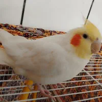 عروس هلندی نر دستی بالغ