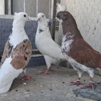 ۶عدد کبوتر کفتر درجه یک یکجا