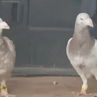 سرور درجه یک جنگنده وطوقی