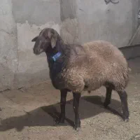 قوچ همو