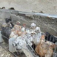 جوجه ۲ ماهه گردن لختی ،کاکلی، رسمی.