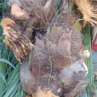 نخل پاجوش برحی اصلی