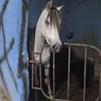 اسب عرب دوسر کره دیبهیج بزرگ