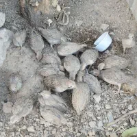 پرنده بلدرچین اصلی از اون درشت ها