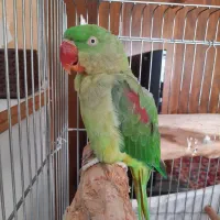 شاه طوطی