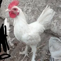 مرغ و خروس گلیم فروشی