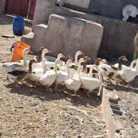 ۱۸عددغازفروش یجاوتکی