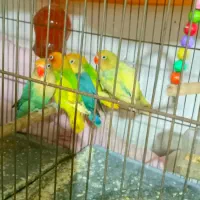 طوطی برزیلی کوتوله