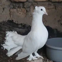 دمگیر|پرنده|اصفهان, الهیه|دیوار